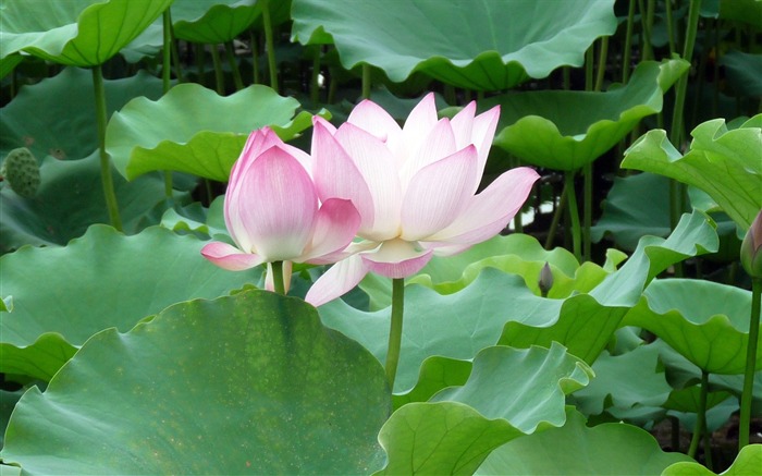 Summer Blooming Lotus Photo Wallpaper 03 Visualizações:7562