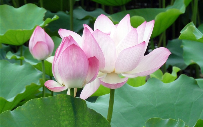 Summer Blooming Lotus Photo Wallpaper 04 Vistas:7180