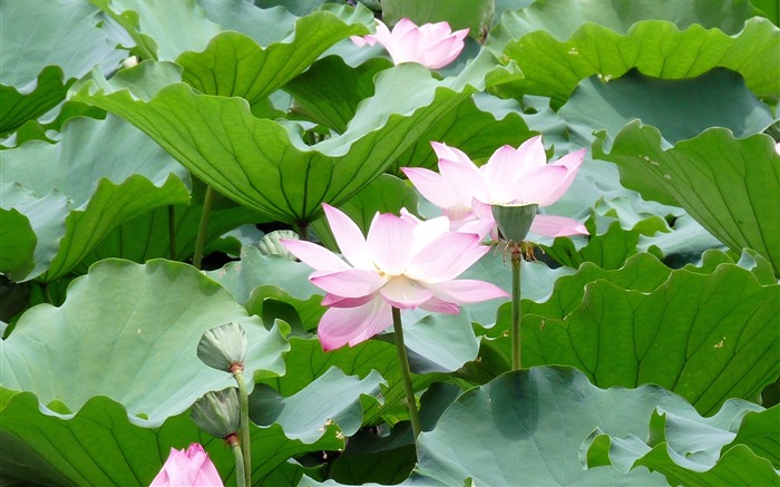 Summer Blooming Lotus Photo Wallpaper 05 Vistas:6571