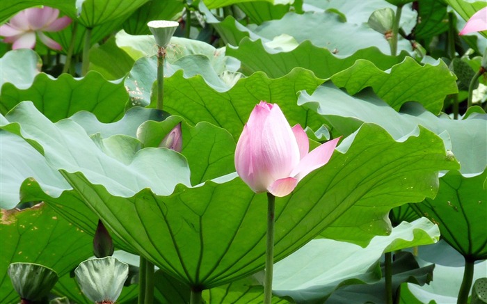 Summer Blooming Lotus Photo Wallpaper 06 Vistas:6669