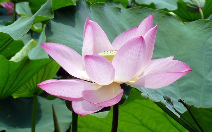 Summer Blooming Lotus Photo Wallpaper 07 Vistas:6822