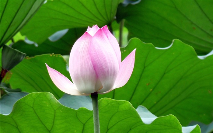 Summer Blooming Lotus Photo Wallpaper 09 Vistas:6424