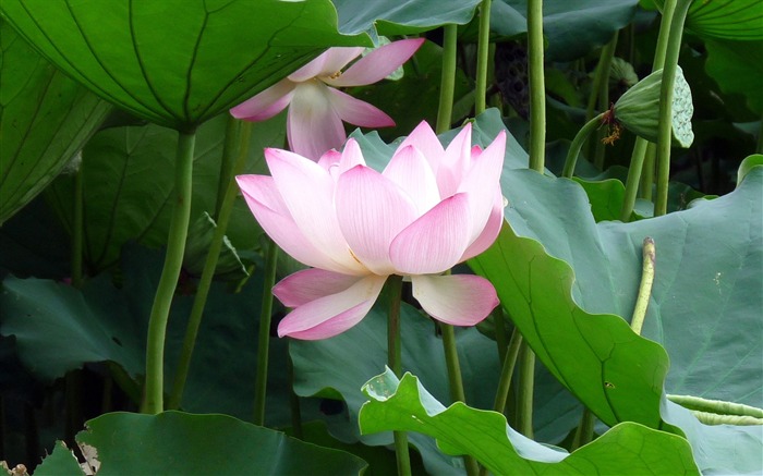 Summer Blooming Lotus Photo Wallpaper 10 Visualizações:7274