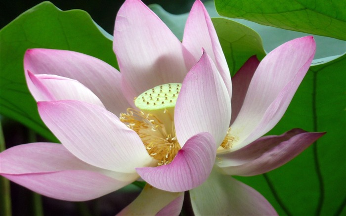 Summer Blooming Lotus Photo Wallpaper 11 Vistas:6582