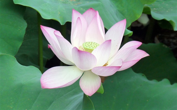 Summer Blooming Lotus Photo Wallpaper 12 Vistas:7396