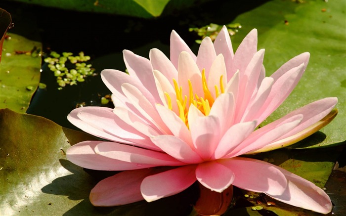 Summer Blooming Lotus Photo Wallpaper 13 Vistas:7198