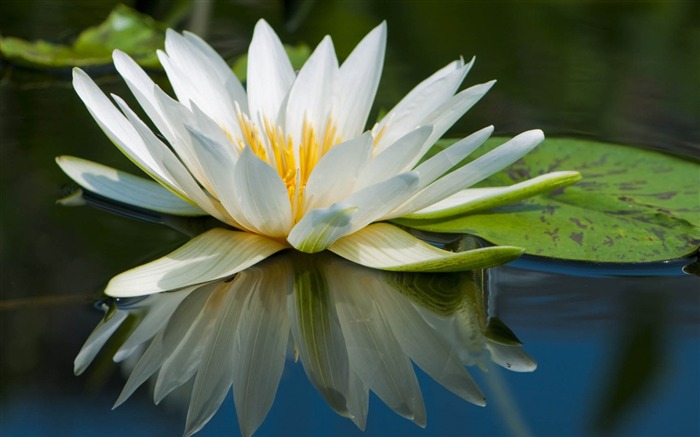 Summer Blooming Lotus Photo Wallpaper 14 Vistas:6835