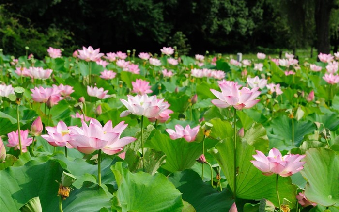 Summer Blooming Lotus Photo Wallpaper 15 Vistas:7695