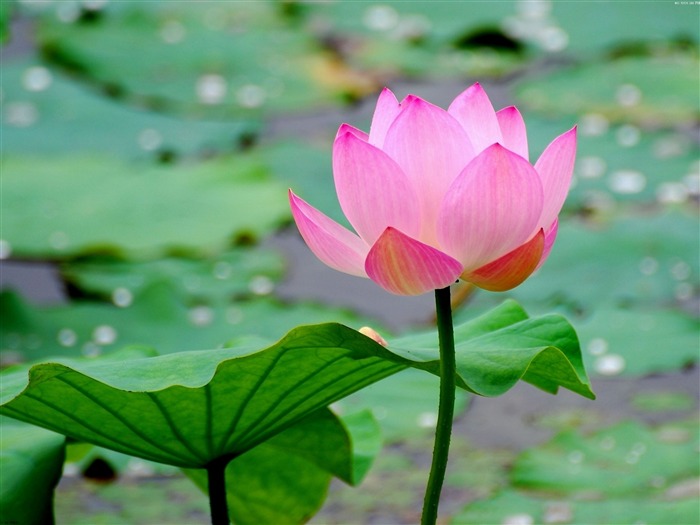 Summer Blooming Lotus Photo Wallpaper 16 Vistas:7253