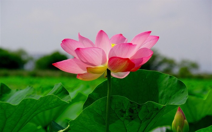 Summer Blooming Lotus Photo Wallpaper 17 Visualizações:6472