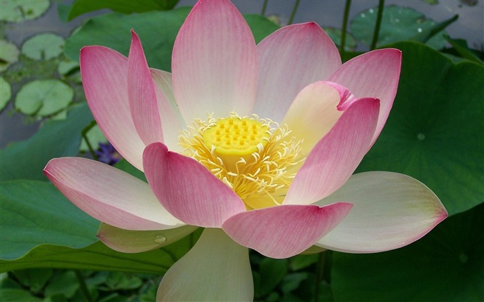 Summer Blooming Lotus Photo Wallpaper 19 Vistas:6799