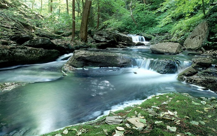 Bois mousse de l'eau des cours d'eau-Paysage Thème Fond d'écran Vues:6708