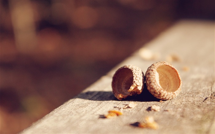 Acorn shells walnut-Macro photography wallpapers Views:6753 Date:2016/8/15 8:43:36