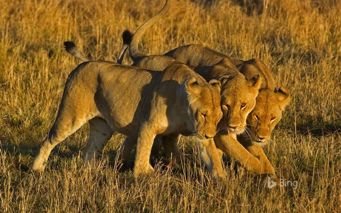 아프리카 케냐 lionesses-2016 Bing 데스크톱 월페이퍼 찾아보기 :7200