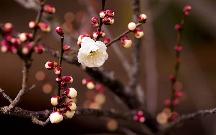 Apricot Tree Branch Close-up-Fresh theme wallpaper Views:8208 Date:2016/8/27 3:19:24