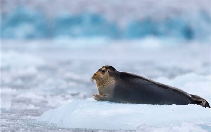 Arctique baie hudson océan pacifique-Photos Animal HD Fond d'écran Vues:7764