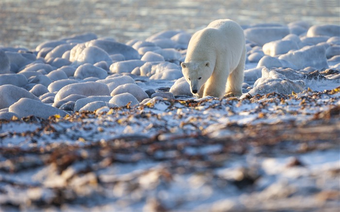 Ours polaire côte canada-Photos Animal HD Fond d'écran Vues:8625