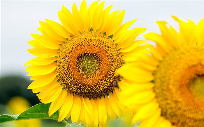 Beautiful Petals Sunflower-Fresh theme wallpaper Views:7832 Date:2016/8/27 3:22:03