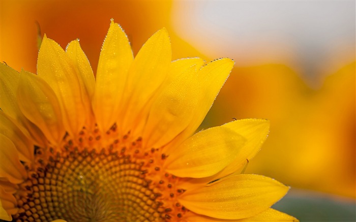 Belle tournesol macro-Fleurs photo fond d'écran Vues:7890