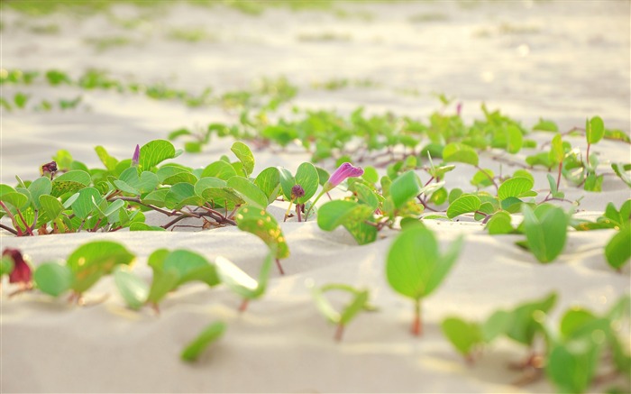 Bindweed Vine Morning glory-Fresh theme wallpaper Views:7621 Date:2016/8/27 3:26:34