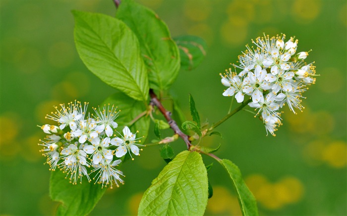 벚꽃 잎 - 꽃 사진 벽지 찾아보기 :6659