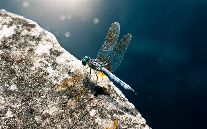 Dragonfly insect wings surface-Macro photography wallpaper Views:6862 Date:2016/8/15 8:52:10