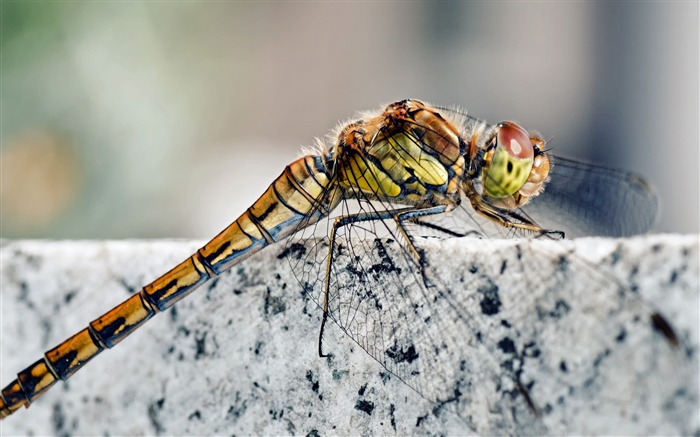 Libellule insectes macro-Photos Animal HD Fond d'écran Vues:8700