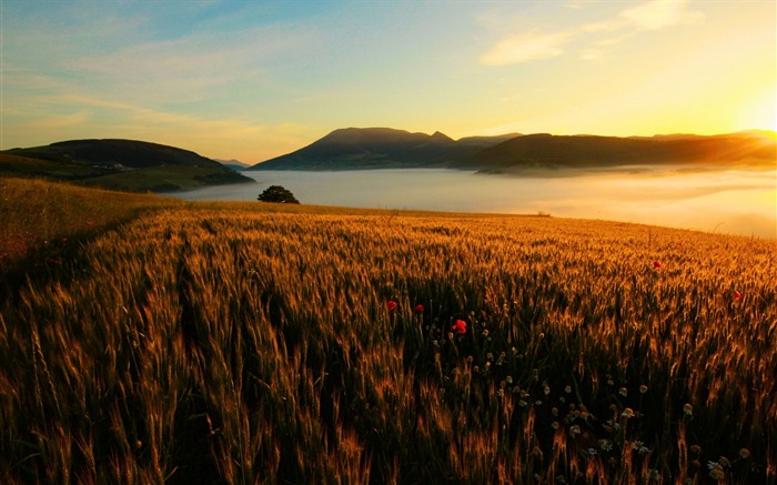 La hierba de la tarde se desvaneció fondo de paisaje de otoño-naturaleza Vistas:8839