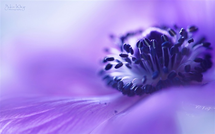 Flower Blurring Lilac Anemone-Fresh theme wallpaper Views:9148 Date:2016/8/27 3:20:06