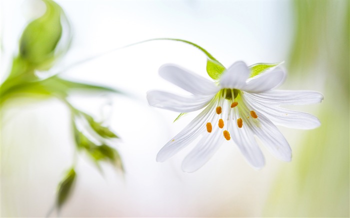 Flower Petals Stem Stamens-Fresh theme wallpaper Views:7361 Date:2016/8/27 3:20:39