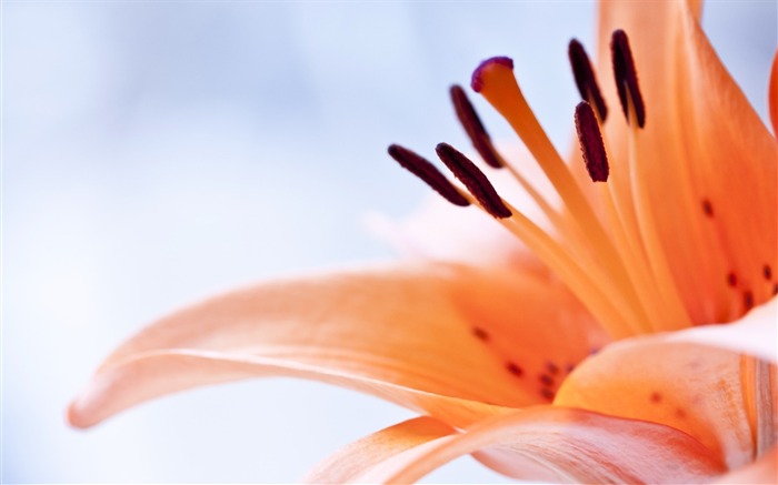 Flower orange stamen brown-Macro photography wallpaper Views:5834 Date:2016/8/15 8:59:17