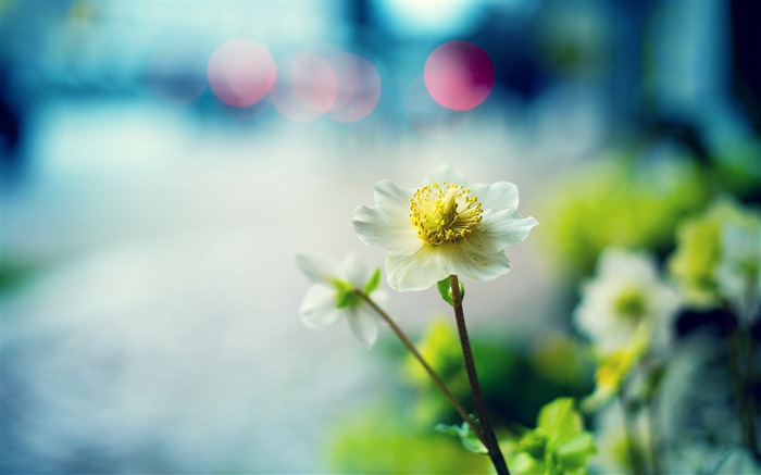 Flowers Macro White Focus-Fresh theme wallpaper Views:8232 Date:2016/8/27 3:21:21