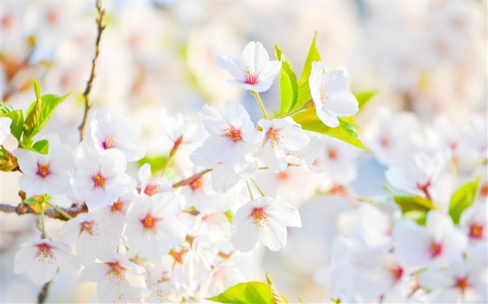 花スプリングブルーム-花の写真の壁紙 ブラウズ:9684