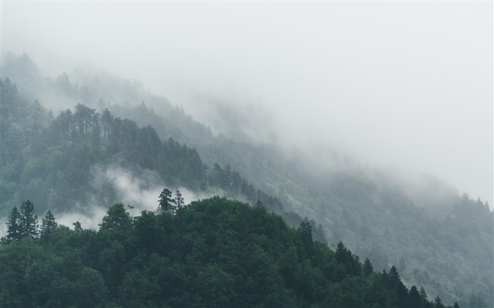 Foggy Forêt Matin-2016 iMac Rétine HD Fonds d'écran Vues:8638