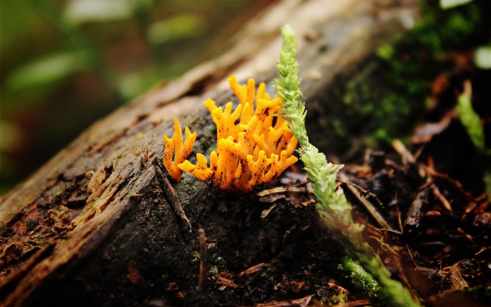 Fungus usine de lichen-2016 Macro Photo Fonds d'écran Vues:7065