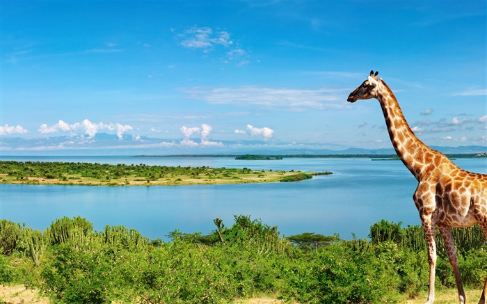 Giraffe at river nile-Photos Animal HD Fond d'écran Vues:11462