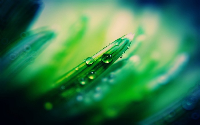 Grass drops dew light-Fresh theme wallpaper Views:6714 Date:2016/8/27 3:22:45