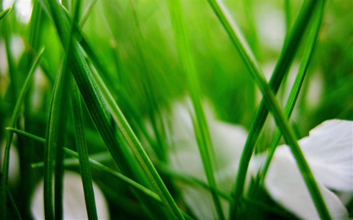 Grass herbs plants blue leaves-Macro photography wallpaper Views:6604 Date:2016/8/15 9:01:09