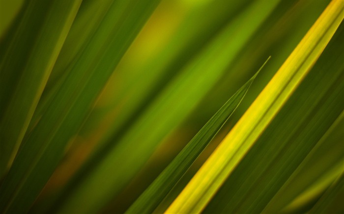 Herbe feuilles des plantes close-up-2016 Macro Photo Fonds d'écran Vues:6232