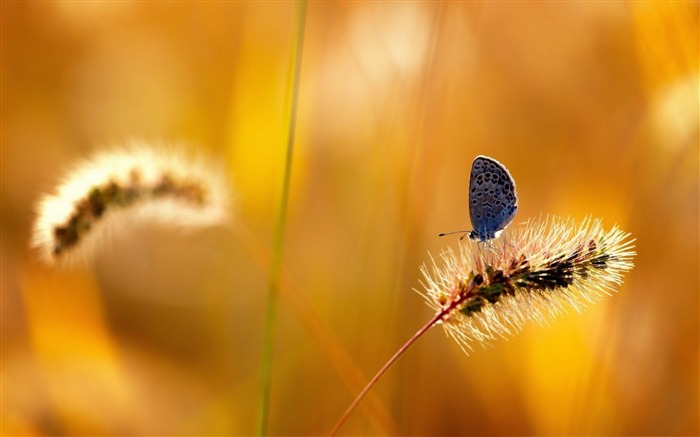 Grass stem butterfly-Fresh theme wallpaper Views:7111 Date:2016/8/27 3:24:37