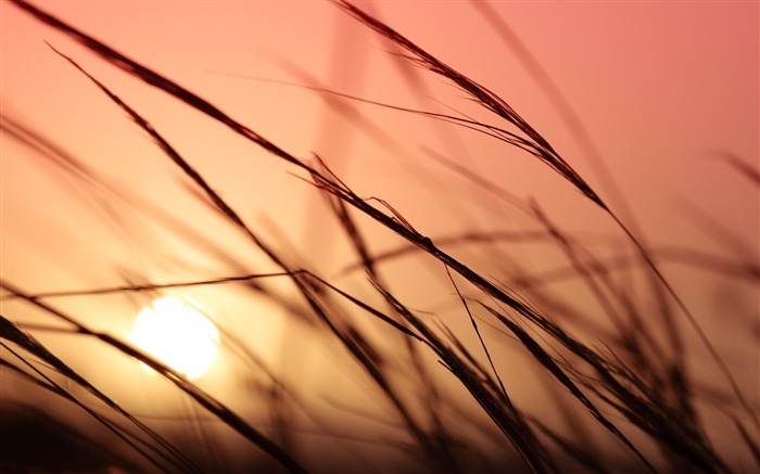 Grass sunlight sky bokeh-Fresh theme wallpaper Views:7524 Date:2016/8/27 3:17:33