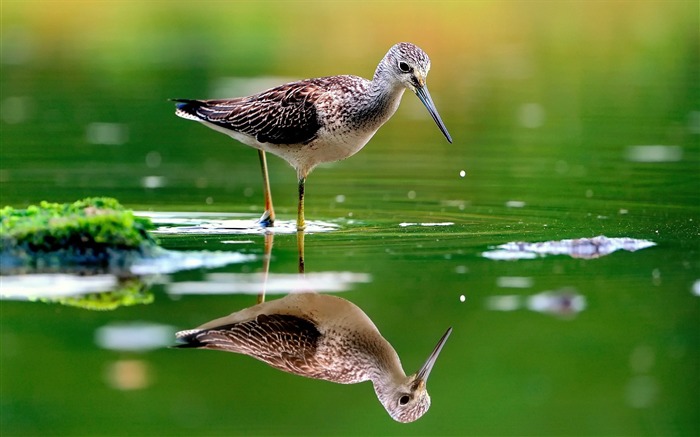 綠湖鳥-2016高品質的壁紙 查看次數:5808