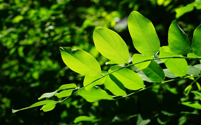 Green leaves macro-2016 High Quality Wallpaper Views:7975 Date:2016/8/23 8:34:52