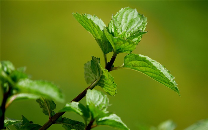 menthe verte feuilles macro-2016 Fond d'écran haute qualité Vues:10289