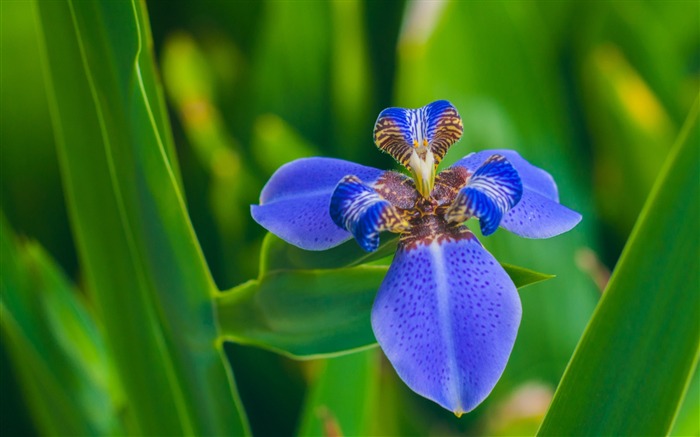 Iris pétales de fleurs-2016 Fond d'écran haute qualité Vues:9626