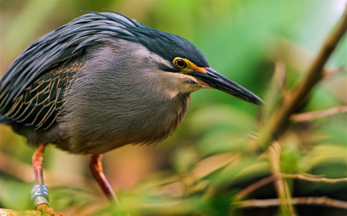 Les yeux d'oiseaux du Japon vert-Photos Animal HD Fond d'écran Vues:7024