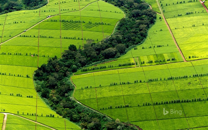 Plantación de té de Kenia-2016 Bing Desktop Wallpaper Vistas:7176