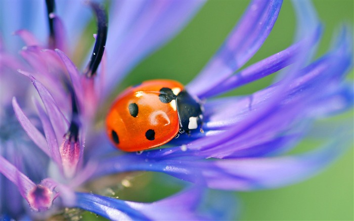 Coccinelle sur une fleur-Photos Animal HD Fond d'écran Vues:9365