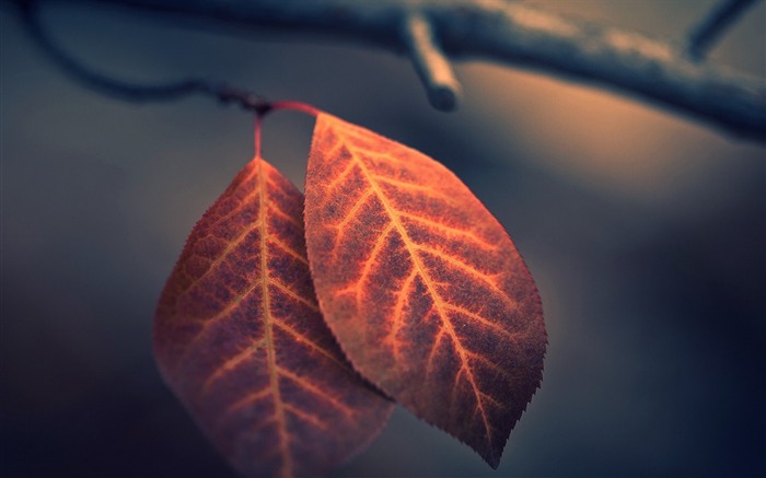 Feuilles brindilles plante-2016 Macro Photo Fonds d'écran Vues:7434