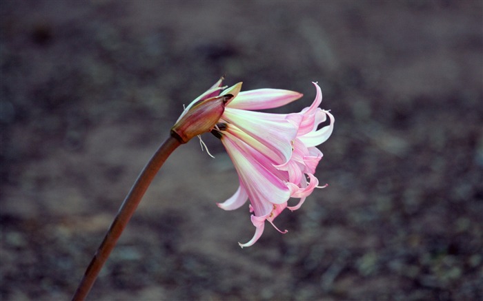 Lily fleur bourgeon rose-Fleurs photo fond d'écran Vues:6990